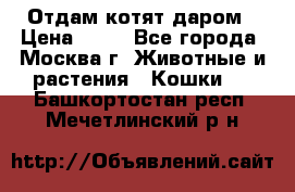 Отдам котят даром › Цена ­ 10 - Все города, Москва г. Животные и растения » Кошки   . Башкортостан респ.,Мечетлинский р-н